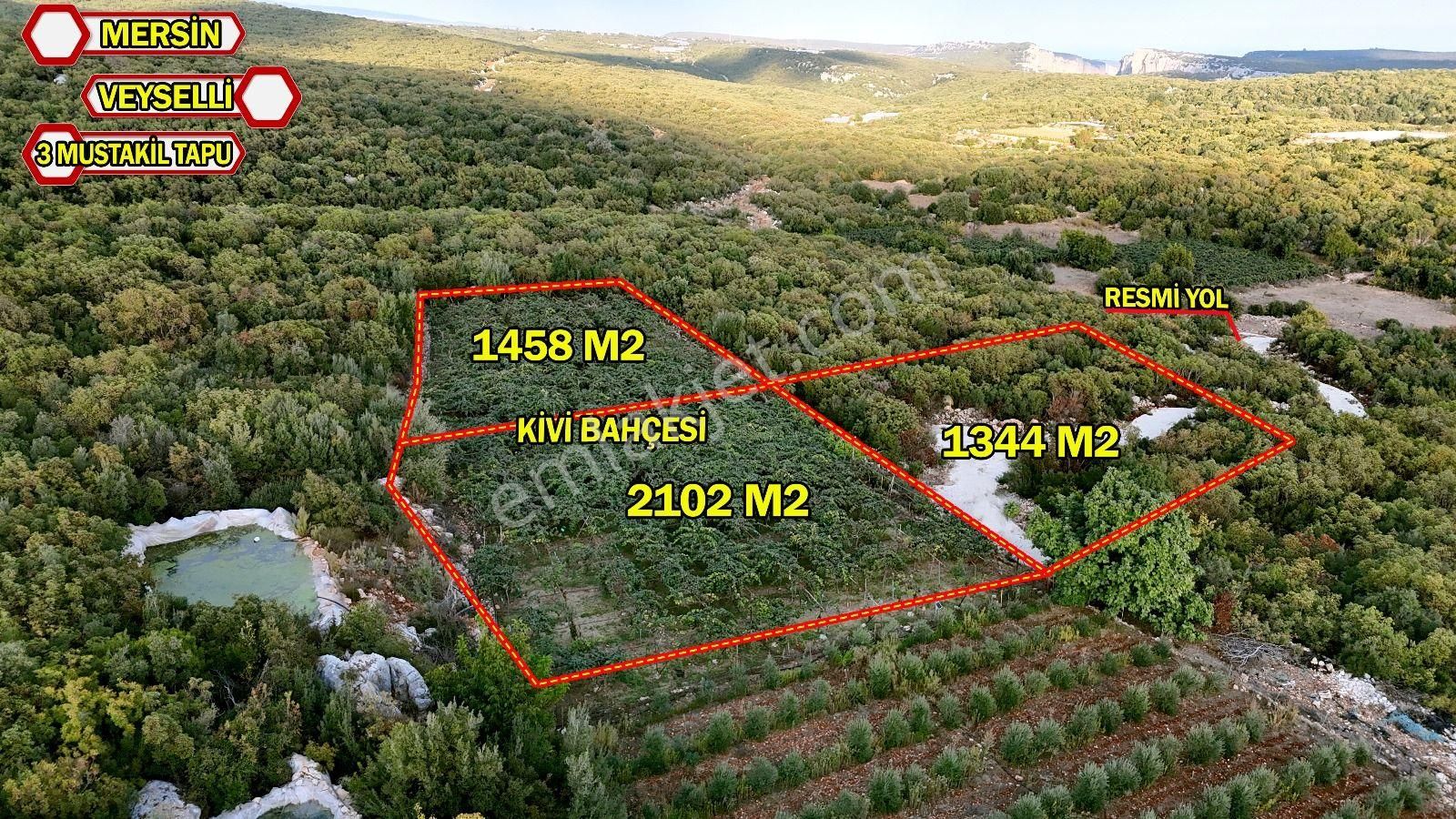 Acil Satılık Kurulu Düzen Yüksek Gelirli Kivi Bahçesi