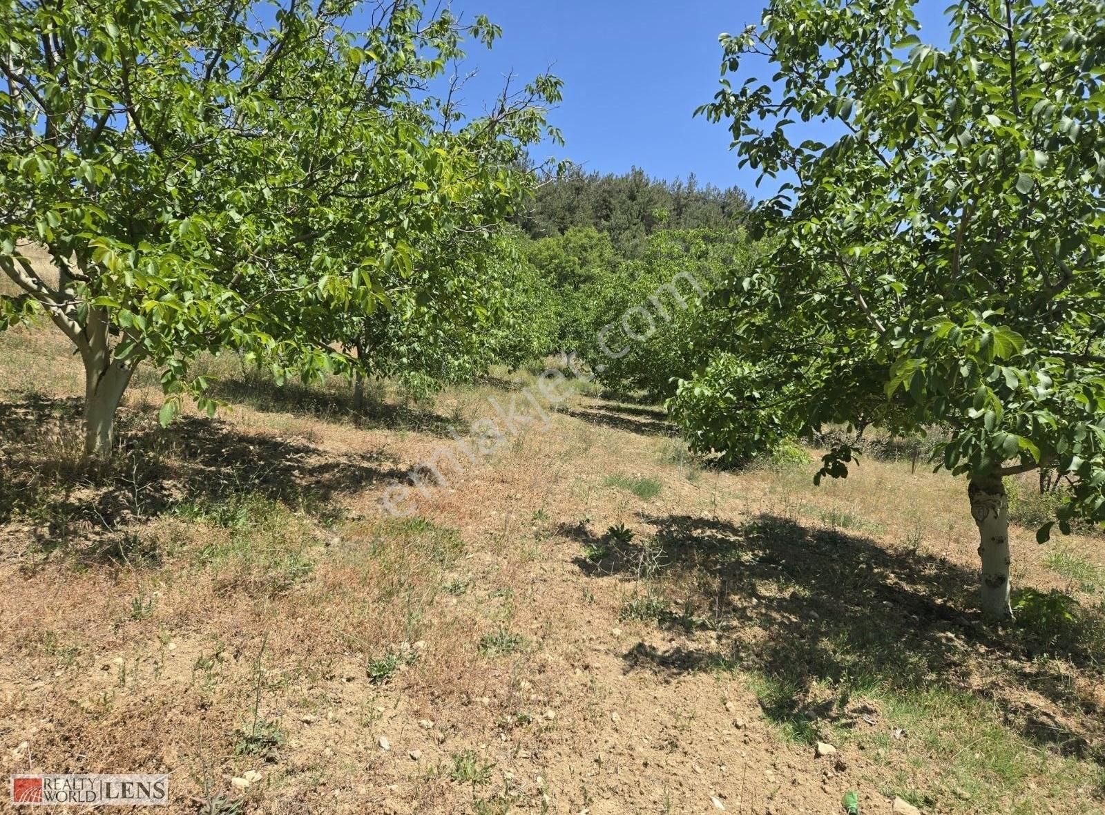 Sakarya Geyve Panoromik Manzaralı İmarlı 5.5dönüm Ceviz Bahçesi! - Görsel 8