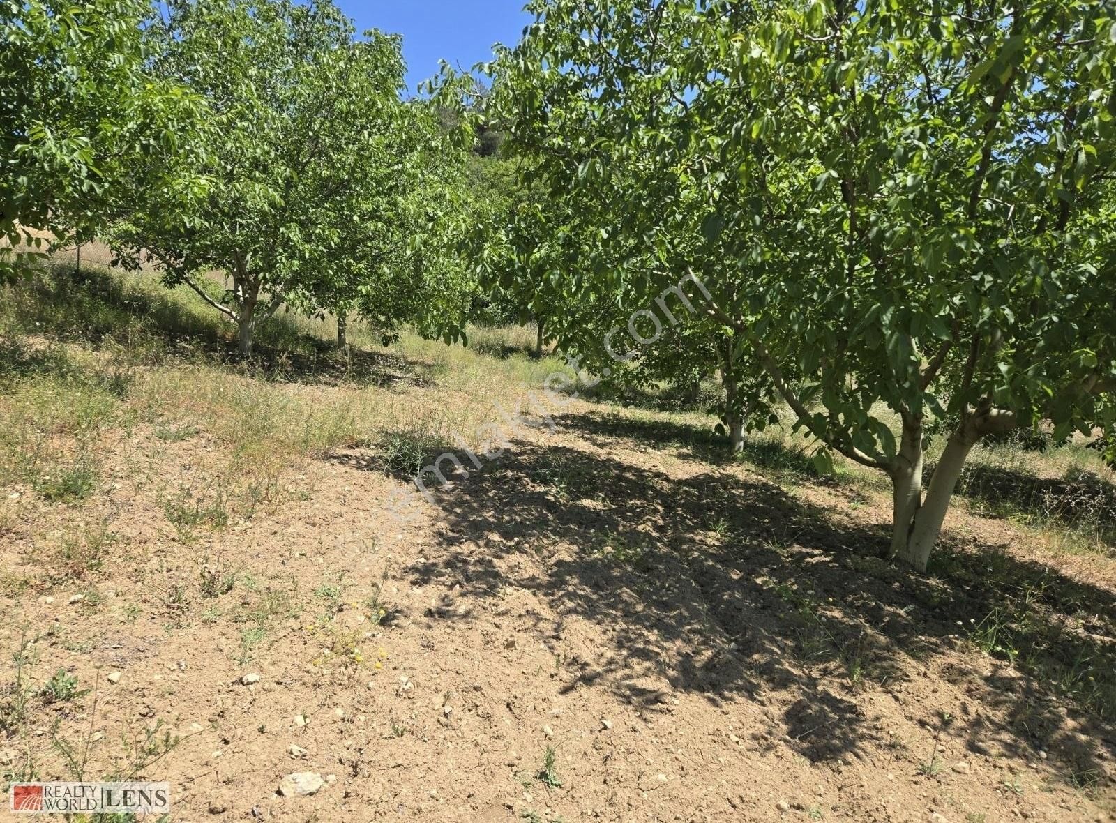 Sakarya Geyve Panoromik Manzaralı İmarlı 5.5dönüm Ceviz Bahçesi! - Görsel 5