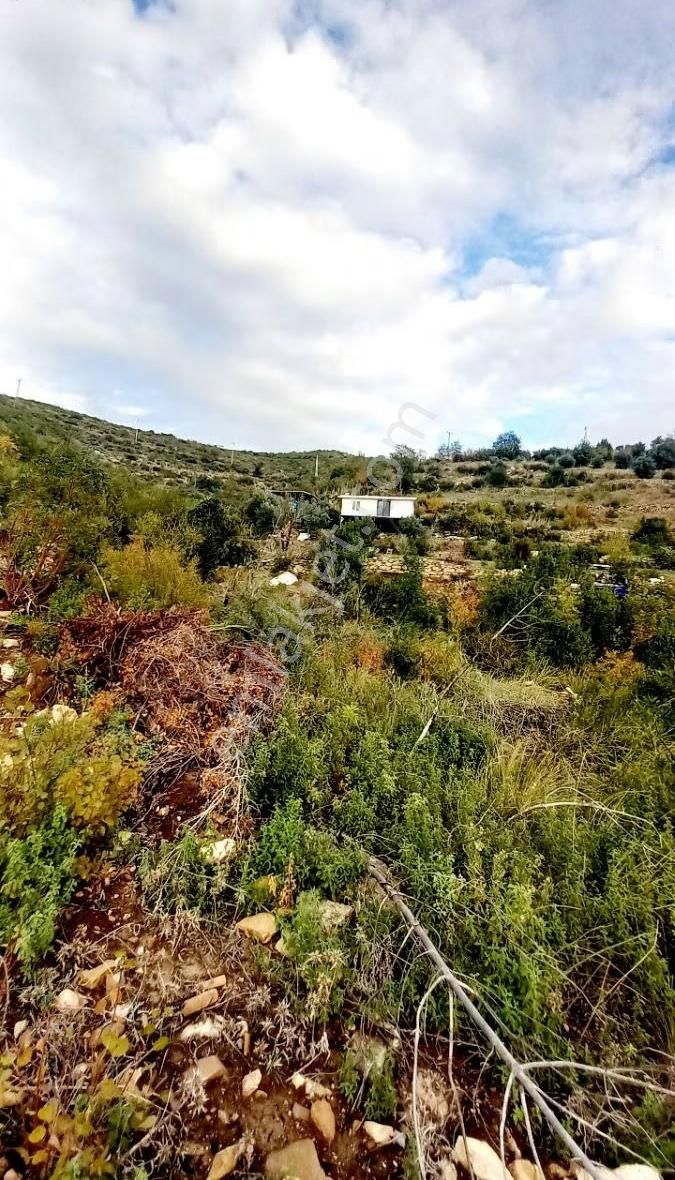 Tilkilerde Satılık Tek Tapu Tarla Kadastro Yola Sıfır