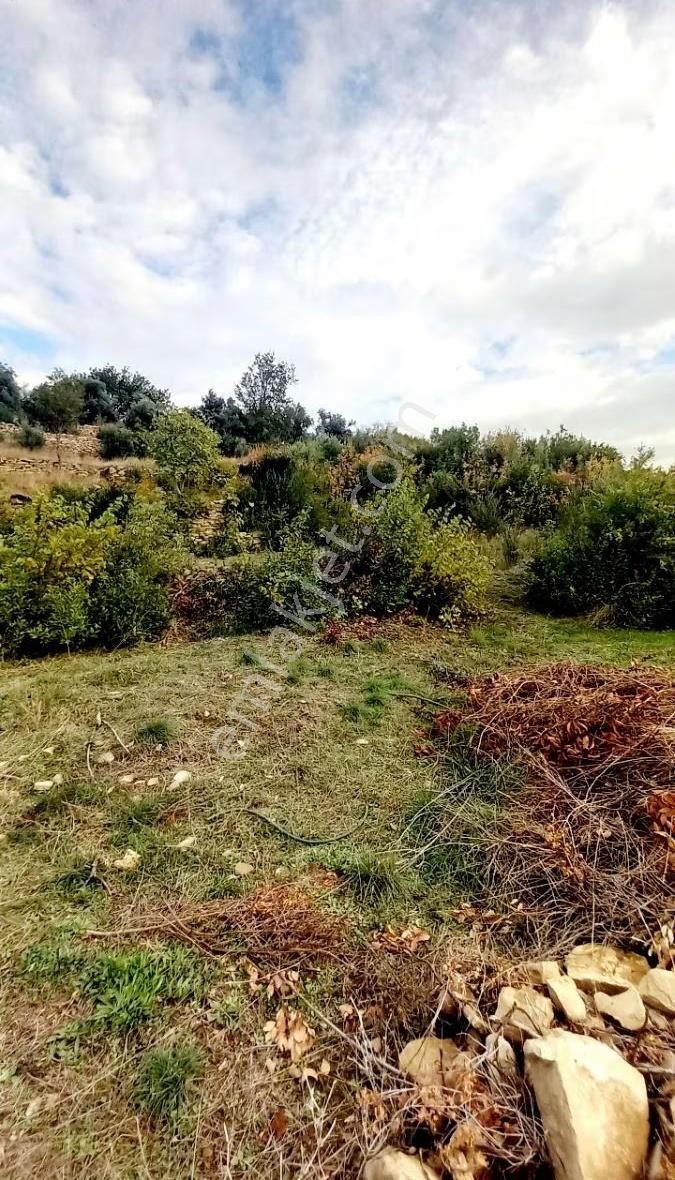 Tilkilerde Satılık Tek Tapu Tarla Kadastro Yola Sıfır - Görsel 5