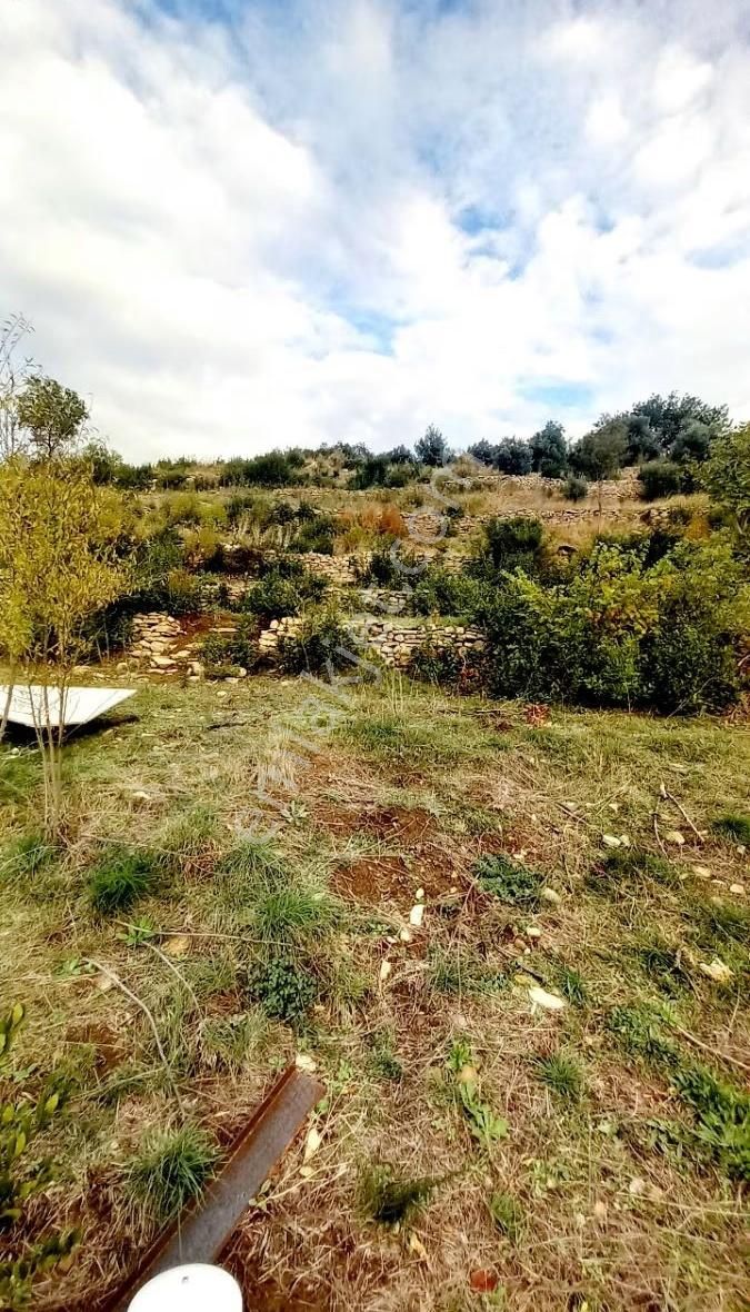 Tilkilerde Satılık Tek Tapu Tarla Kadastro Yola Sıfır - Görsel 4