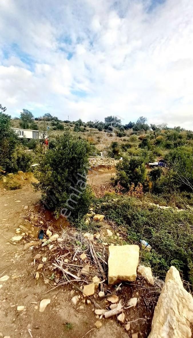 Tilkilerde Satılık Tek Tapu Tarla Kadastro Yola Sıfır - Görsel 3