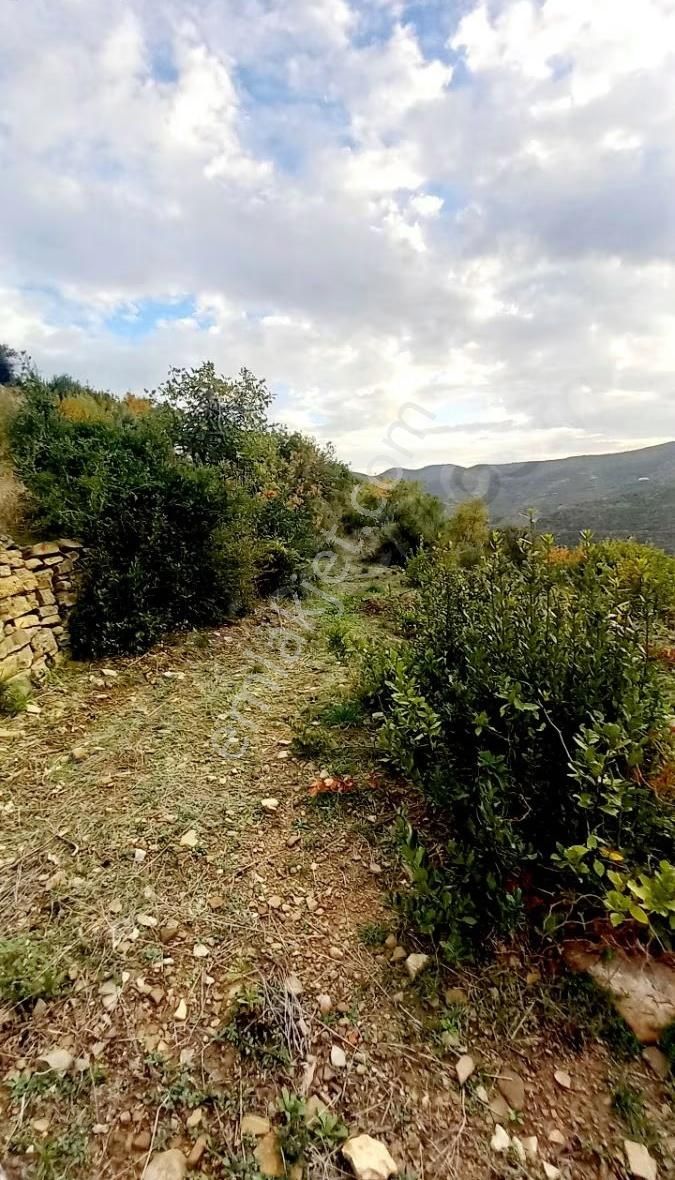 Tilkilerde Satılık Tek Tapu Tarla Kadastro Yola Sıfır - Görsel 6