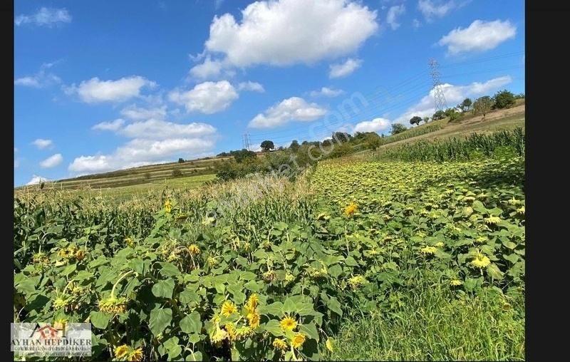 Adapazarı Salmanlıda Asvalt Yola Cepheli 1.377m2 Tarla - Görsel 15