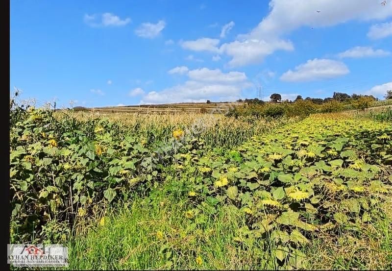 Adapazarı Salmanlıda Asvalt Yola Cepheli 1.377m2 Tarla - Görsel 2