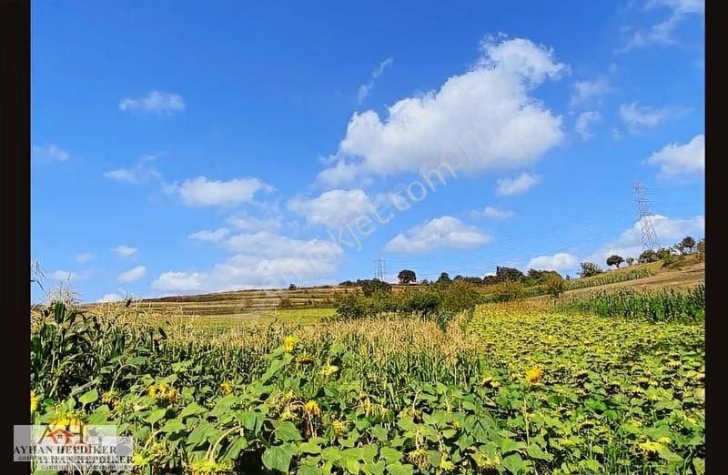 Adapazarı Salmanlıda Asvalt Yola Cepheli 1.377m2 Tarla - Görsel 9