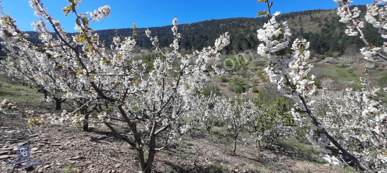 Bayındır Balcılar'da Satılık Kiraz Bahçesi - Görsel 4