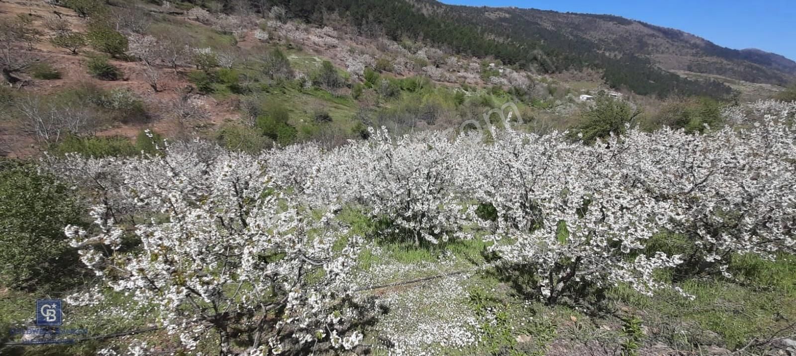 Bayındır Balcılar'da Satılık Kirazlık (90adet Kiraz Ağaçlı) - Görsel 5