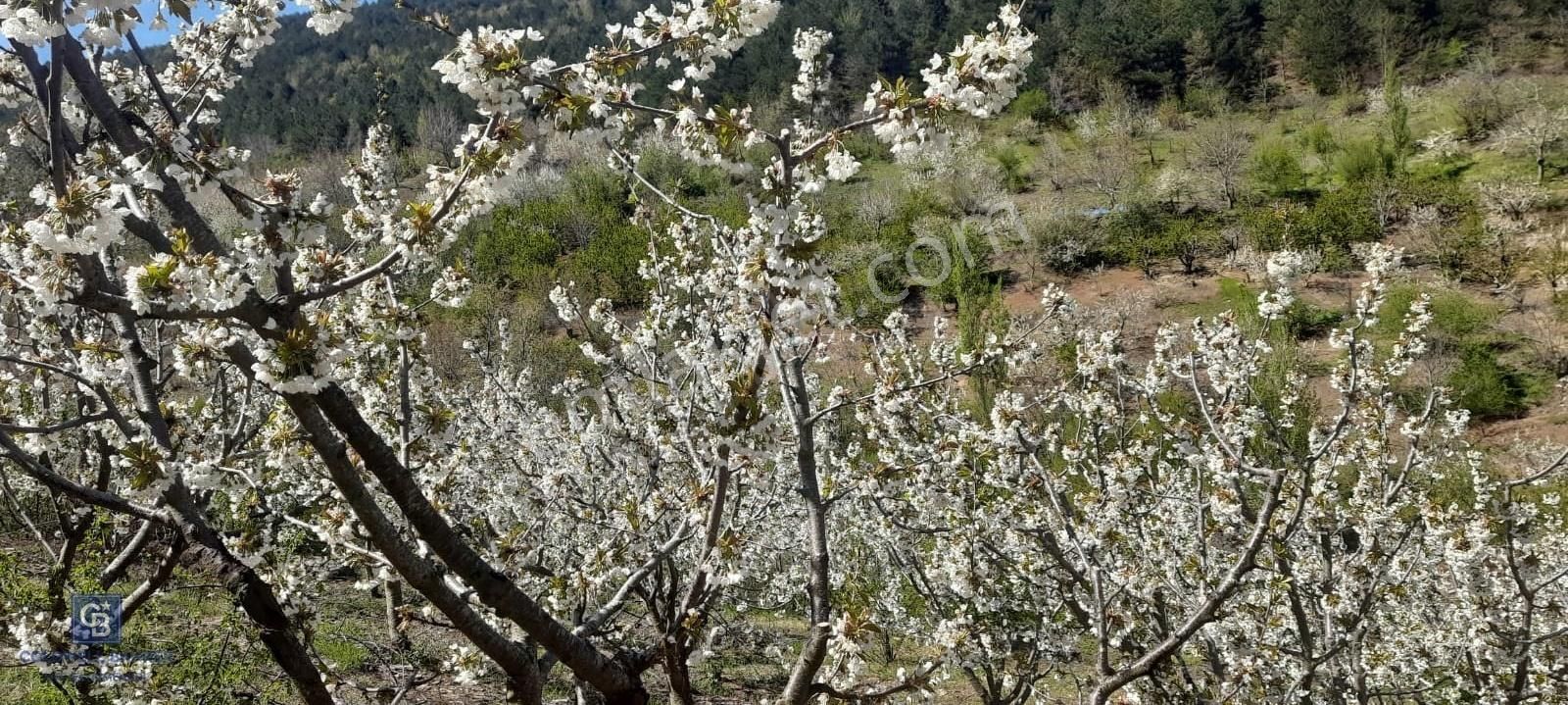 Bayındır Balcılar'da Satılık Kirazlık (90adet Kiraz Ağaçlı) - Görsel 2