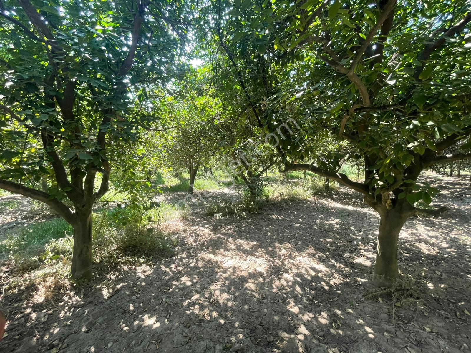 Nazilli Hamzallı Mah. Satılık Portakal Bahçesi - Görsel 11
