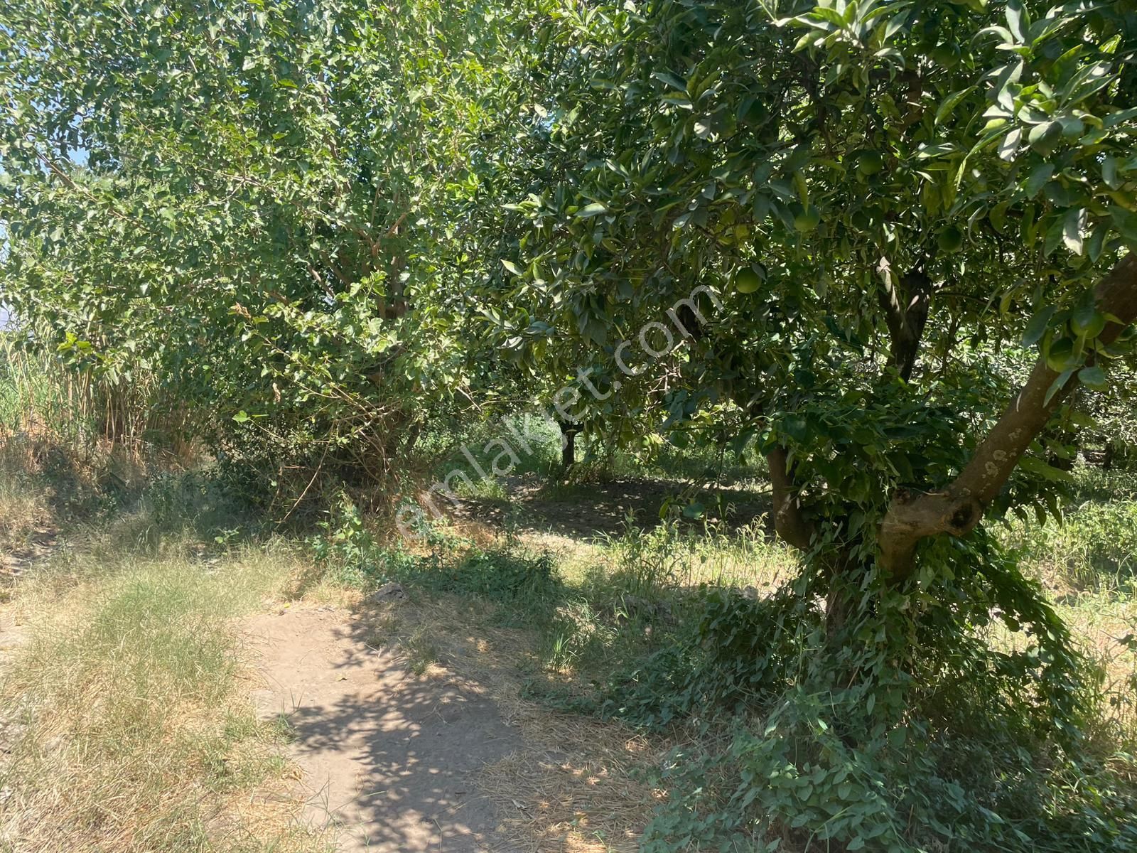 Nazilli Hamzallı Mah. Satılık Portakal Bahçesi - Görsel 17
