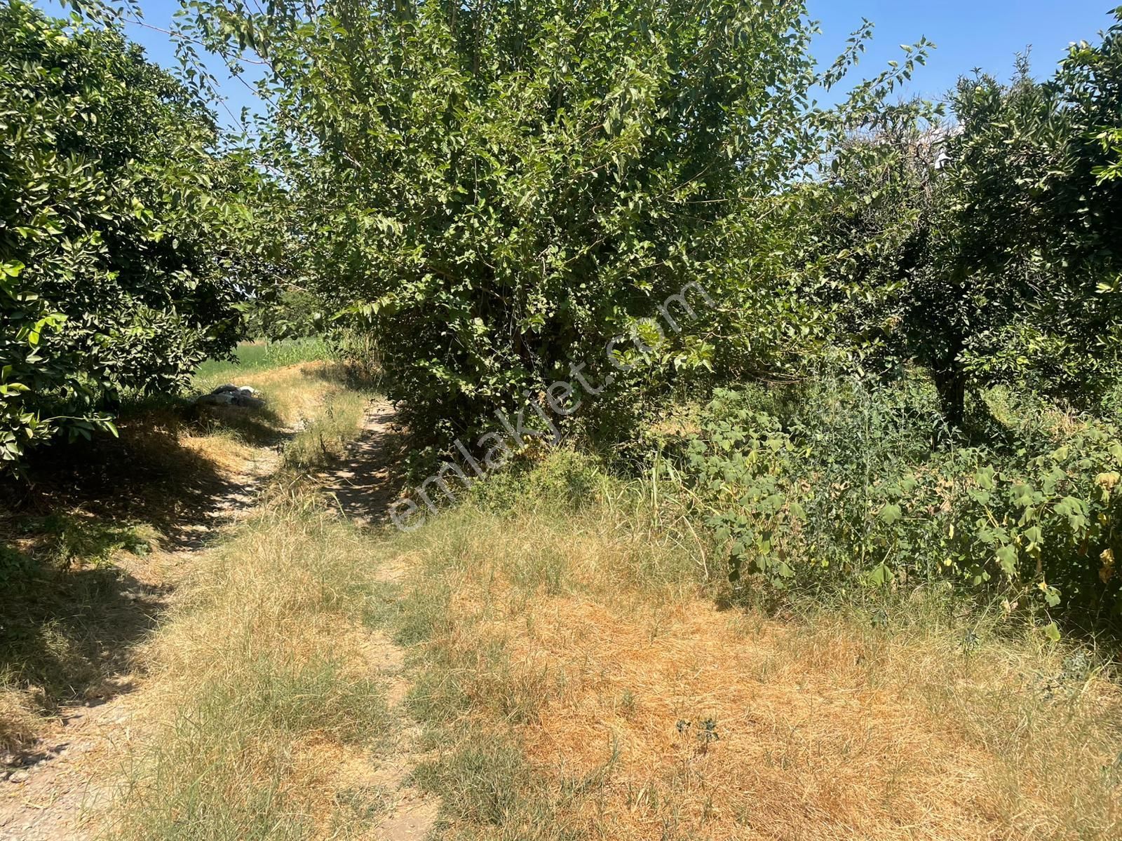 Nazilli Hamzallı Mah. Satılık Portakal Bahçesi - Görsel 18