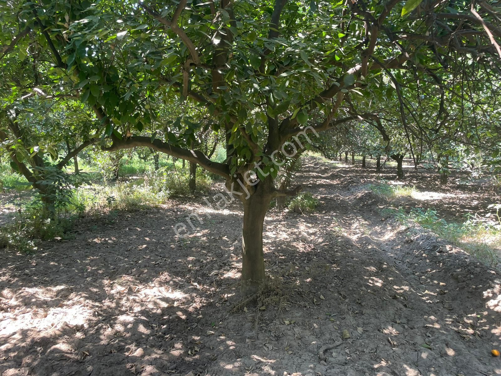 Nazilli Hamzallı Mah. Satılık Portakal Bahçesi - Görsel 9