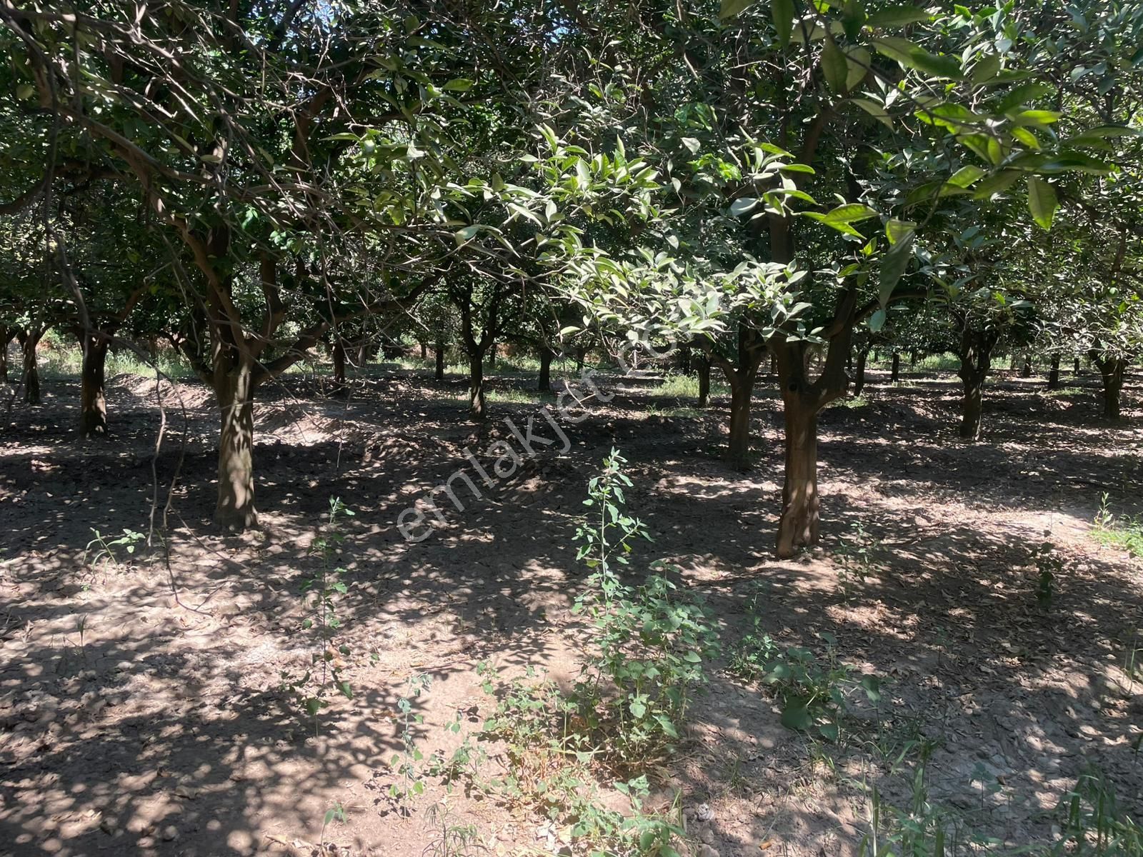 Nazilli Hamzallı Mah. Satılık Portakal Bahçesi