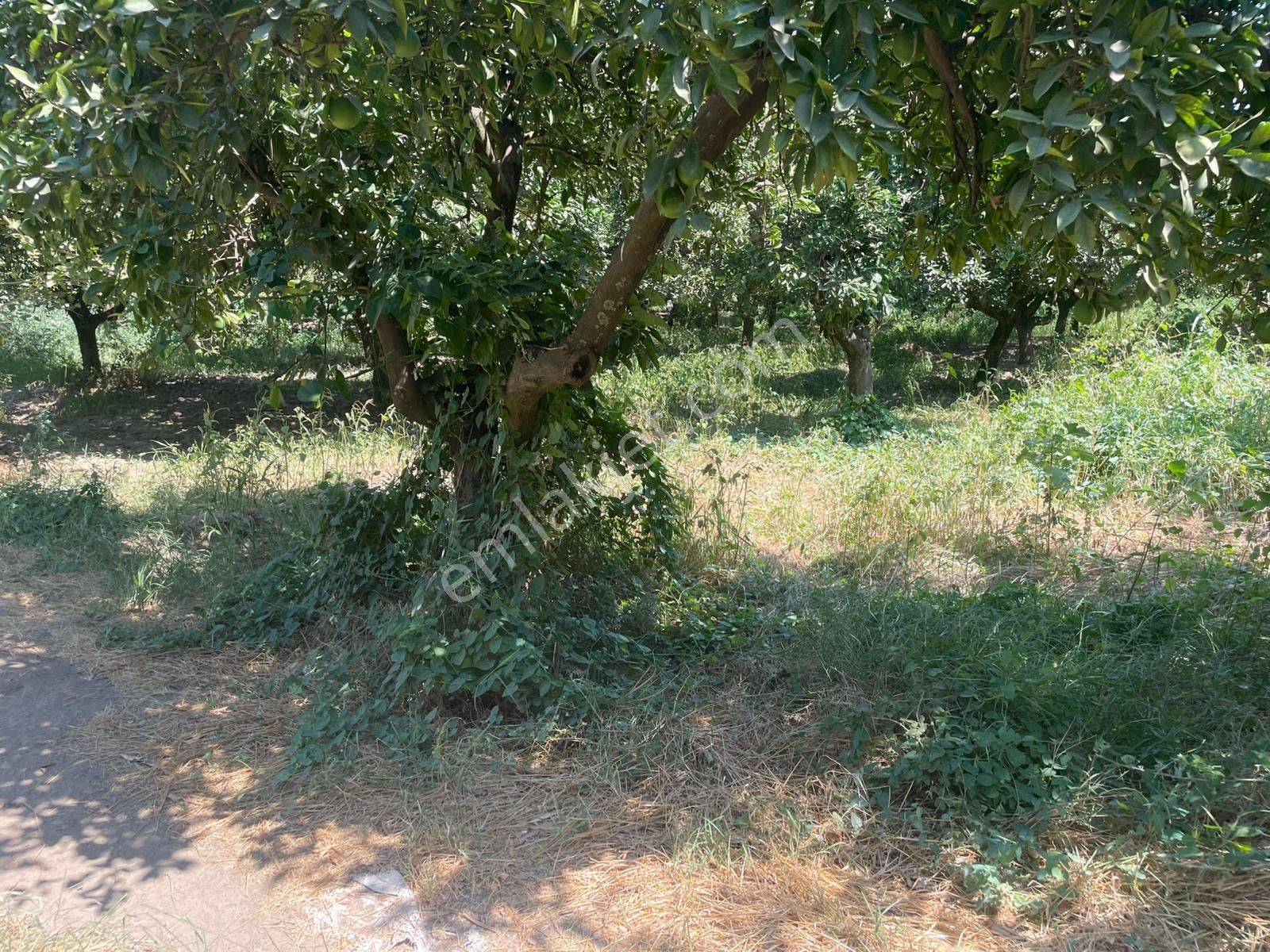 Nazilli Hamzallı Mah. Satılık Portakal Bahçesi - Görsel 19