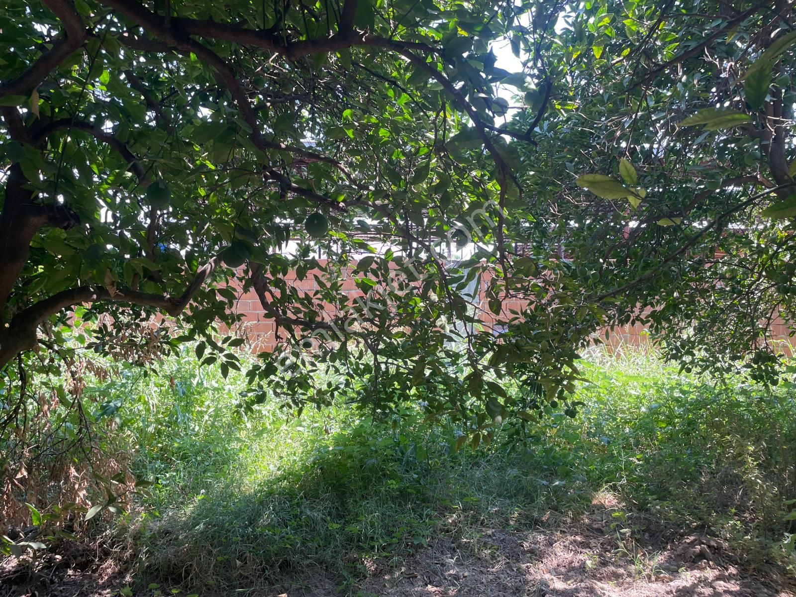 Nazilli Hamzallı Mah. Satılık Portakal Bahçesi - Görsel 7