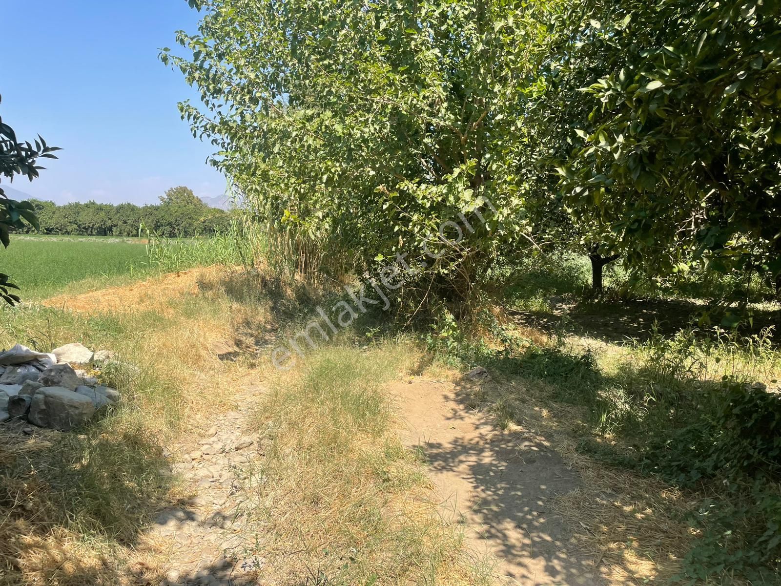 Nazilli Hamzallı Mah. Satılık Portakal Bahçesi - Görsel 16
