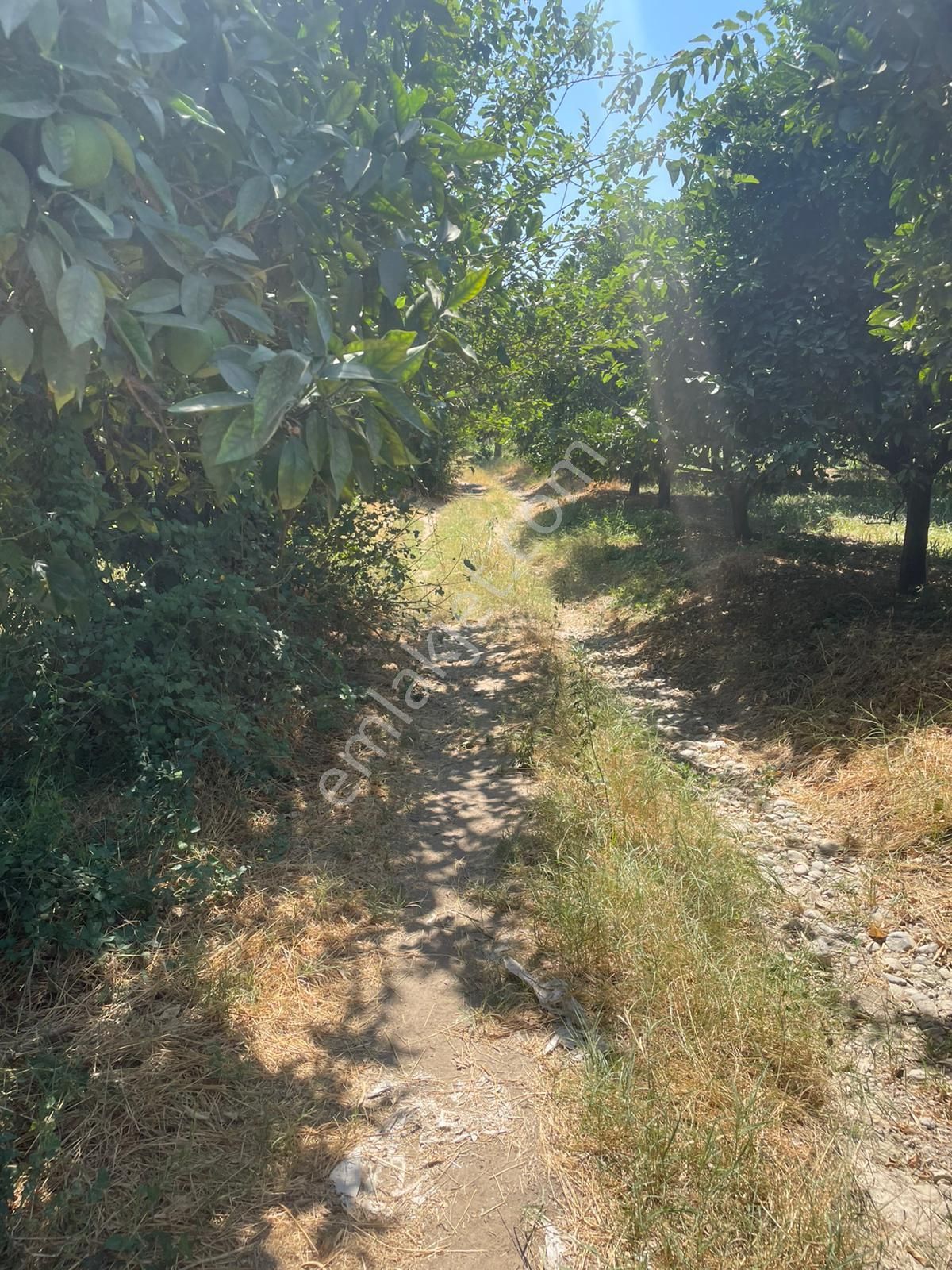 Nazilli Hamzallı Mah. Satılık Portakal Bahçesi - Görsel 13