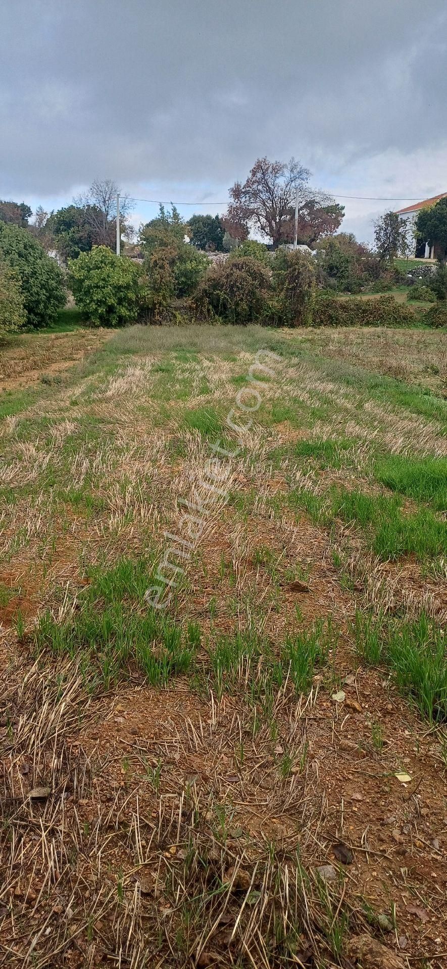 Köyde Satılık - Görsel 4