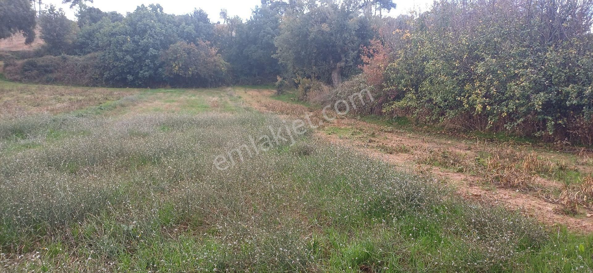 Köyde Satılık - Görsel 3