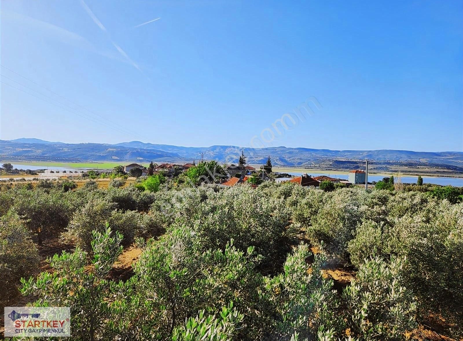 Manisa Köprübaşı İlçesinde Baraj Manzaralı 17 Dönüm Zeytinlik