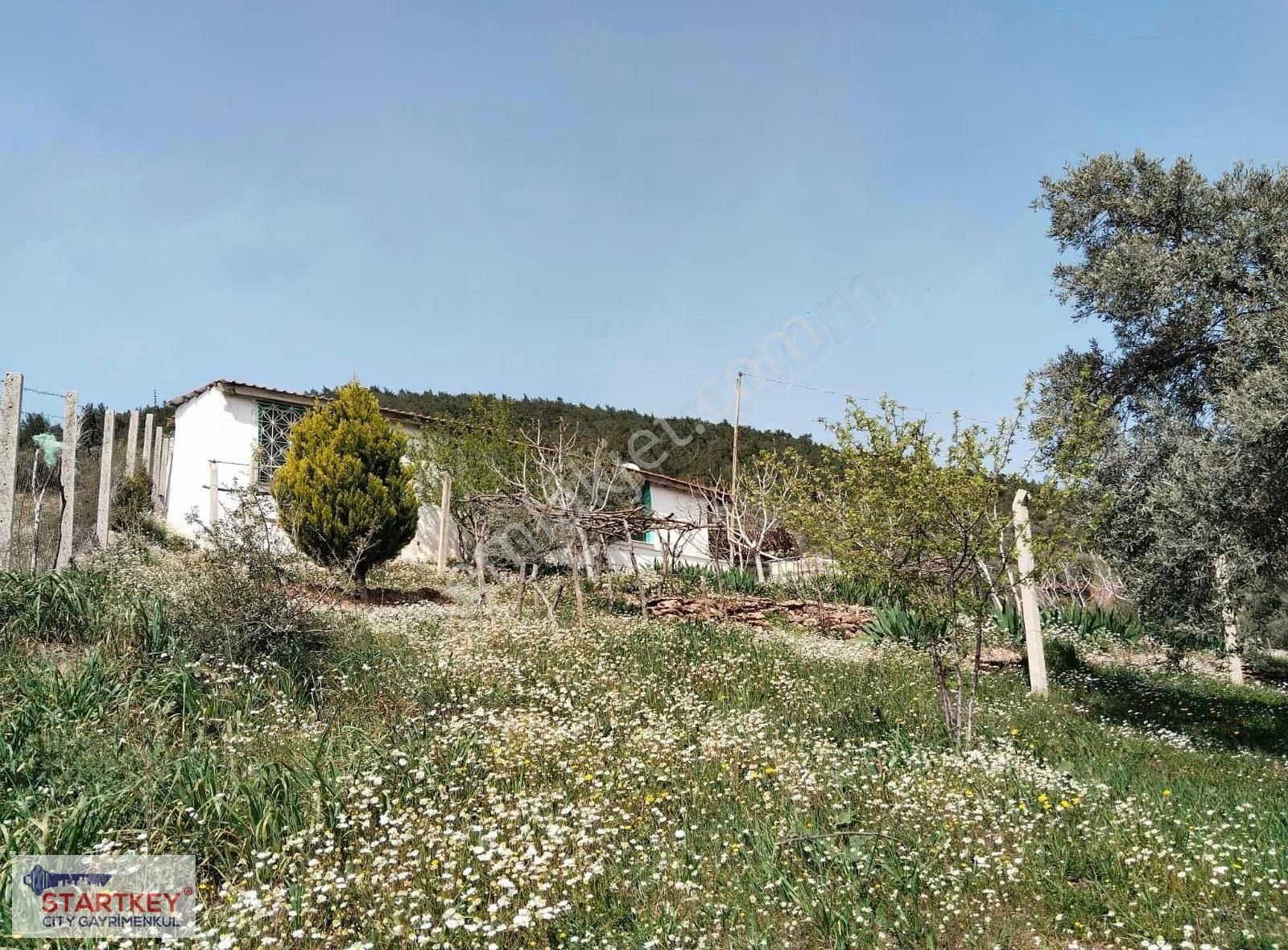 İzmir Torbalı Dağkızılca Satılık Zeytinlik - Görsel 14