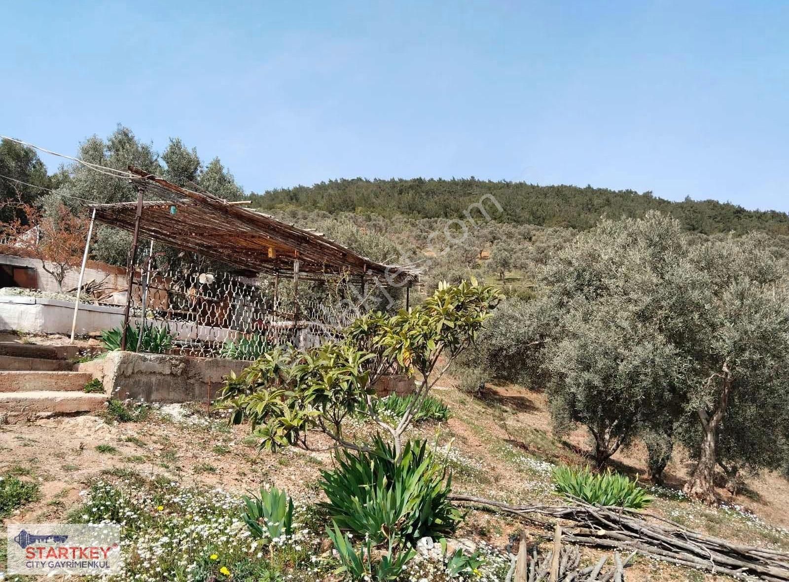 İzmir Torbalı Dağkızılca Satılık Zeytinlik - Görsel 4