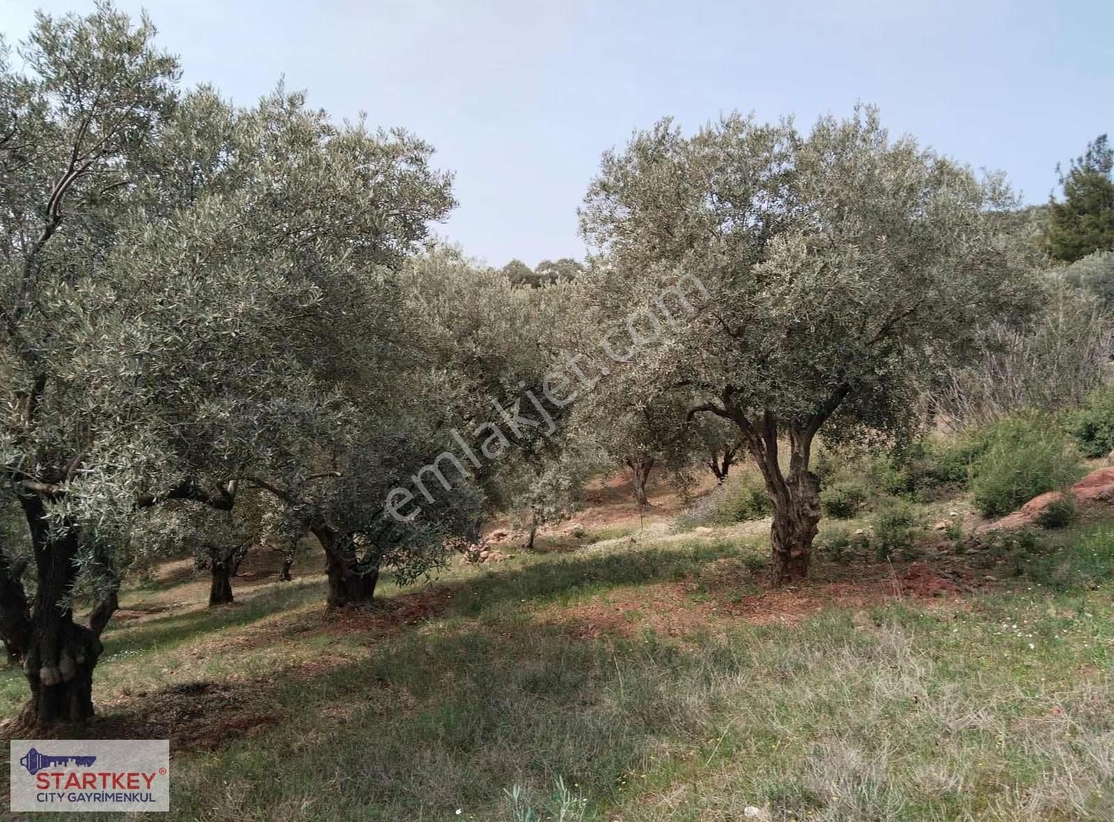 İzmir Torbalı Dağkızılca Satılık Zeytinlik - Görsel 32