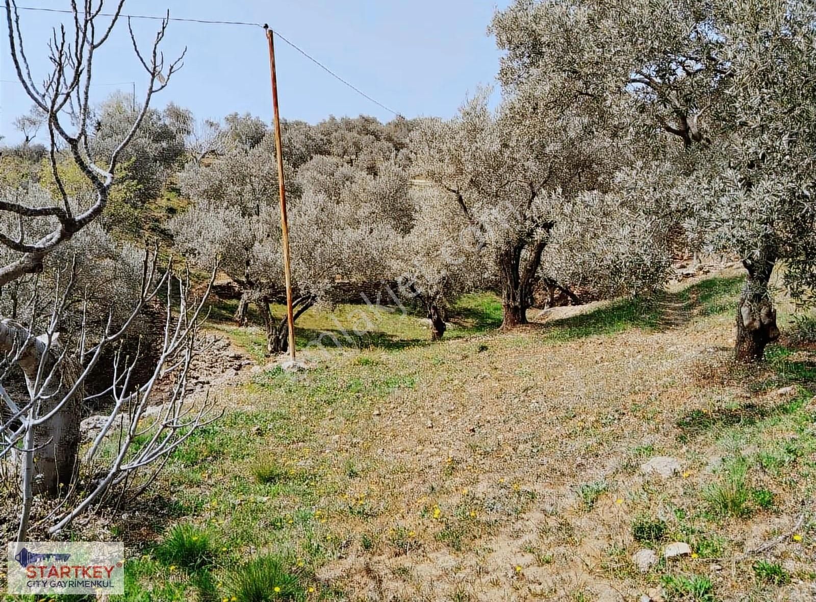 İzmir Torbalı Dağkızılca Satılık Zeytinlik - Görsel 13