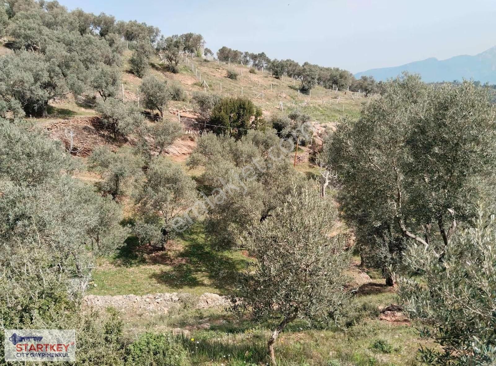 İzmir Torbalı Dağkızılca Satılık Zeytinlik - Görsel 29
