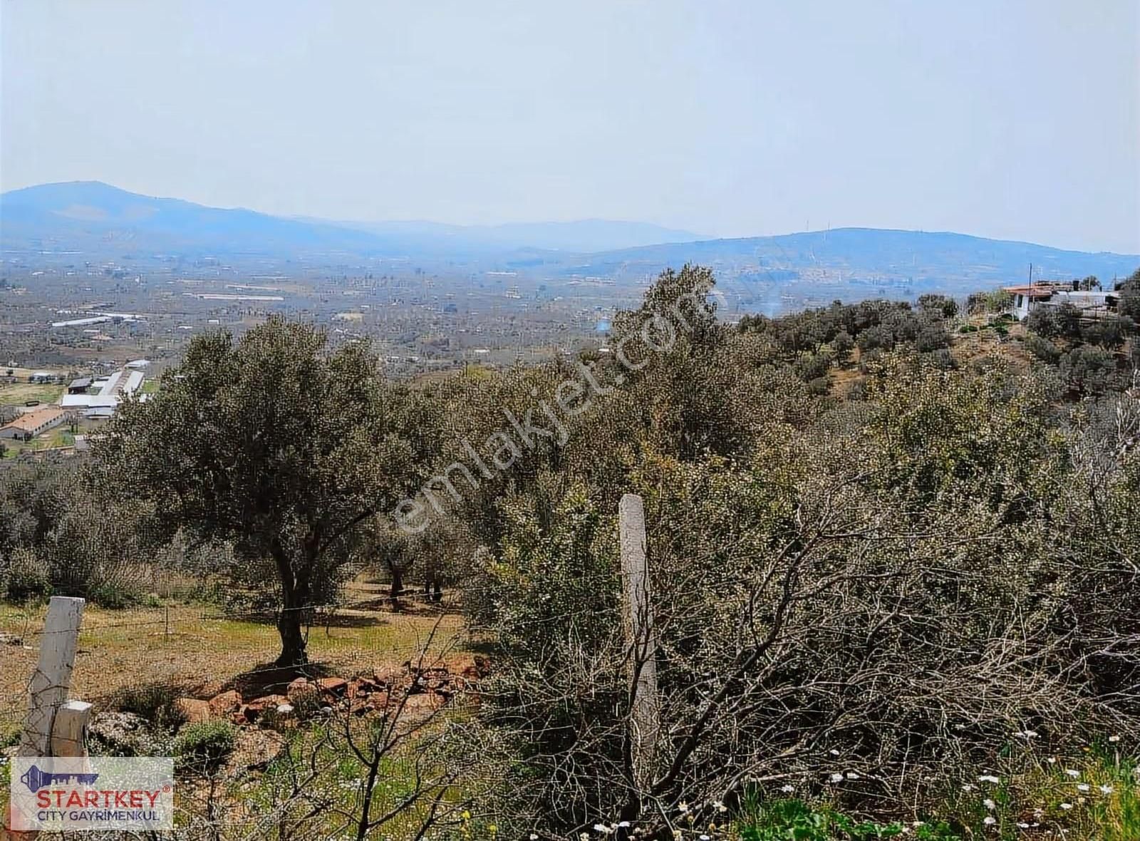 İzmir Torbalı Dağkızılca Satılık Zeytinlik - Görsel 23