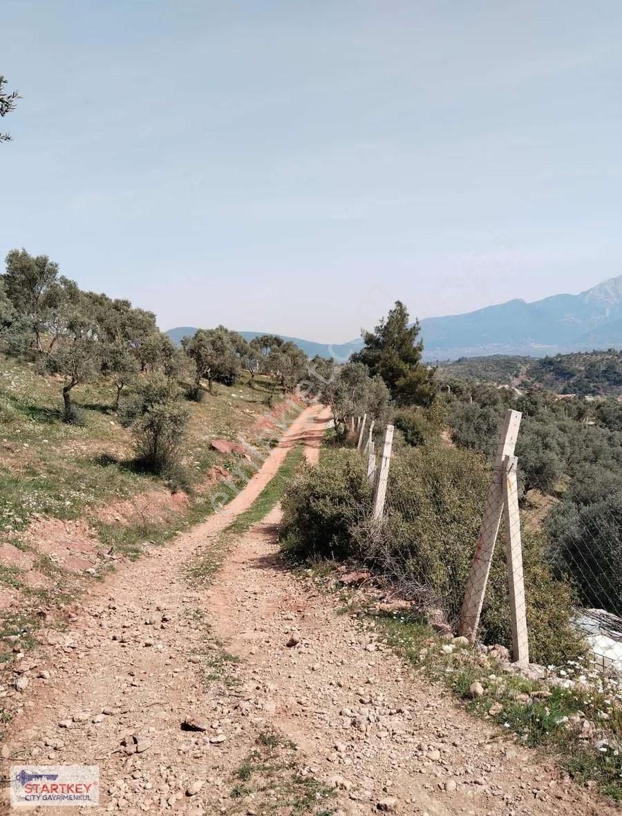 İzmir Torbalı Dağkızılca Satılık Zeytinlik - Görsel 3