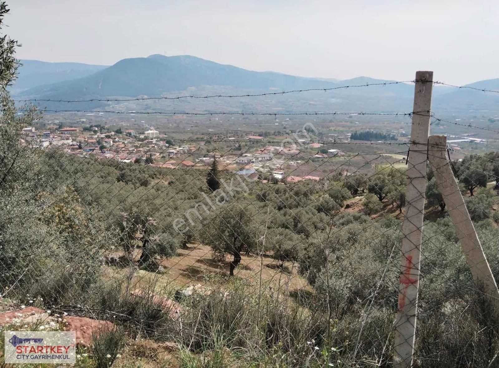 İzmir Torbalı Dağkızılca Satılık Zeytinlik - Görsel 34