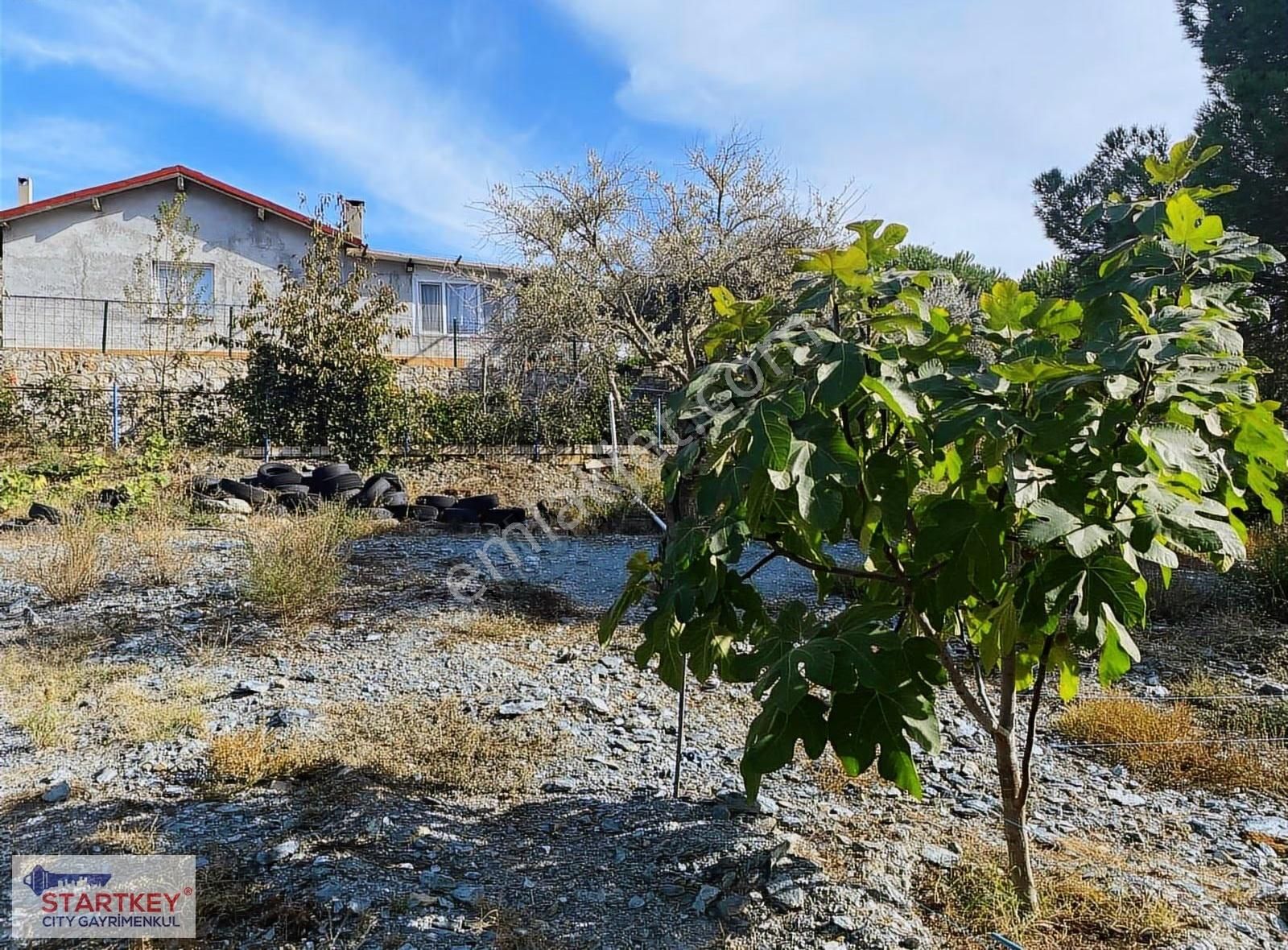 İzmir Selçuk Havutçulu Satılık 9726 M2 Zeytinlik Ve 2+1 Daire - Görsel 12