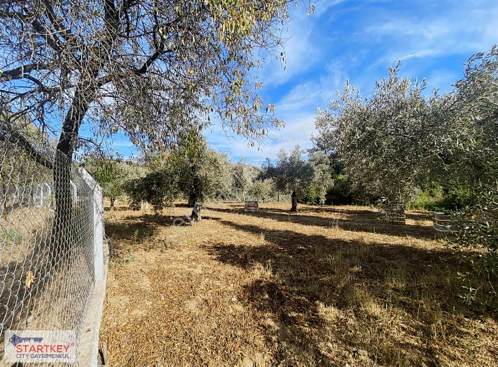 İzmir Selçuk Havutçulu Satılık 9726 M2 Zeytinlik Ve 2+1 Daire - Görsel 13