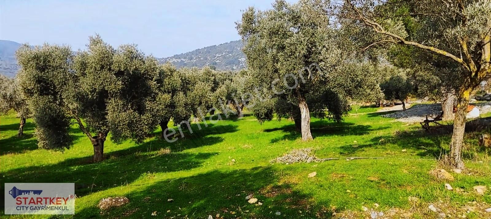 İzmir Selçuk Havutçulu Satılık 9726 M2 Zeytinlik Ve 2+1 Daire - Görsel 30