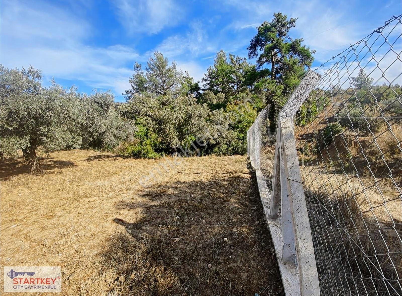 İzmir Selçuk Havutçulu Satılık 9726 M2 Zeytinlik Ve 2+1 Daire - Görsel 10