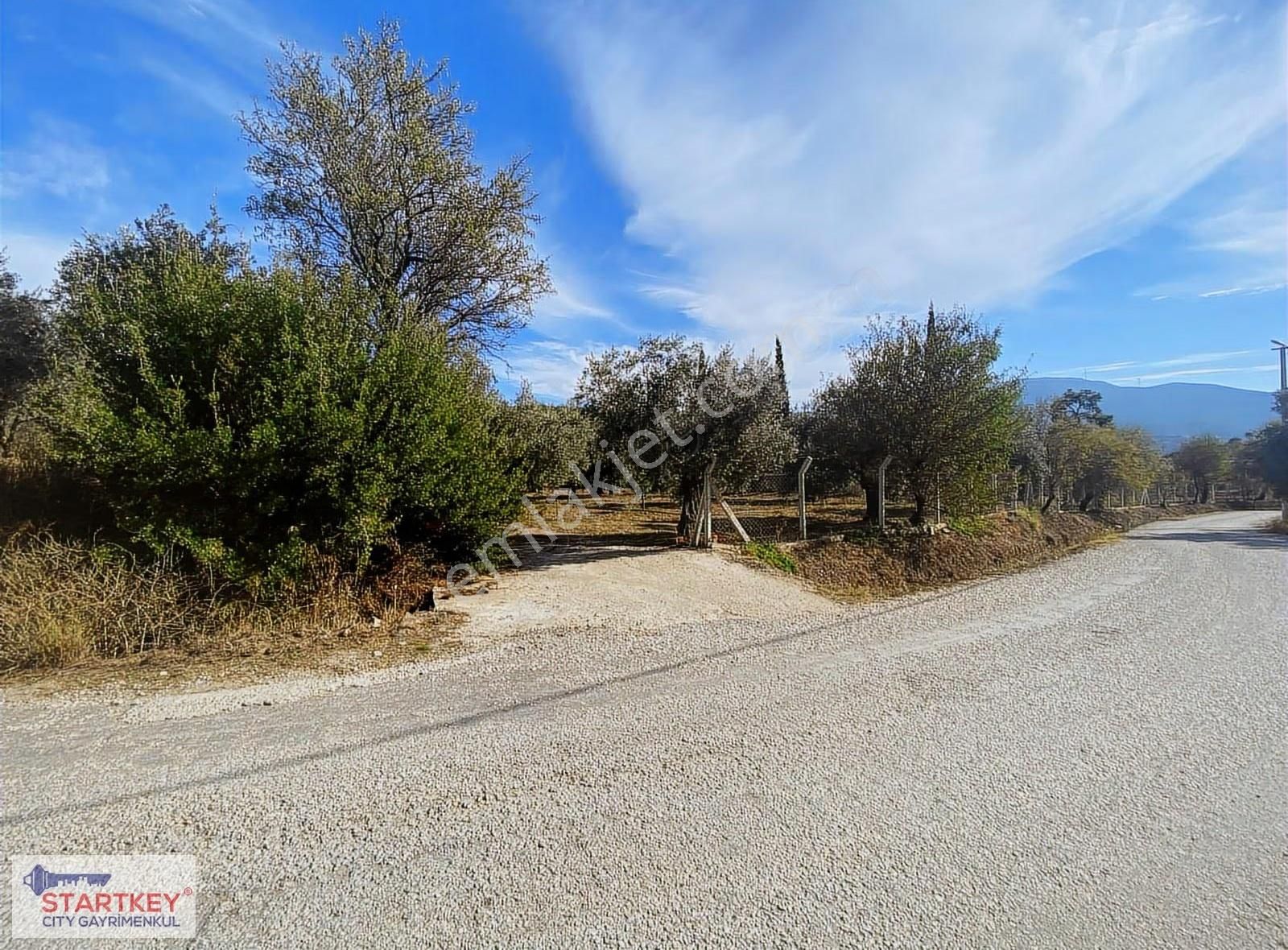 İzmir Selçuk Havutçulu Satılık 9726 M2 Zeytinlik Ve 2+1 Daire - Görsel 19