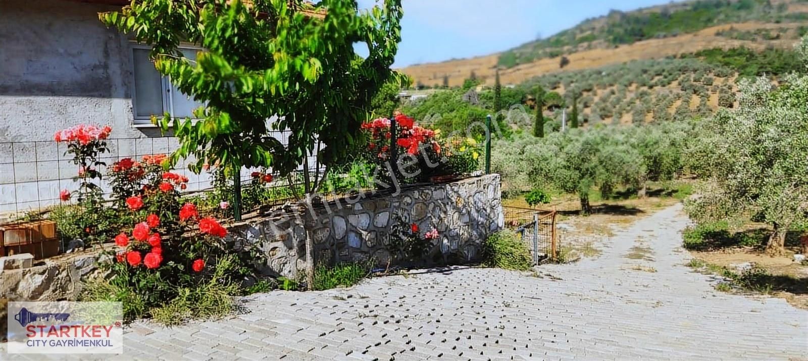 İzmir Selçuk Havutçulu Satılık 9726 M2 Zeytinlik Ve 2+1 Daire