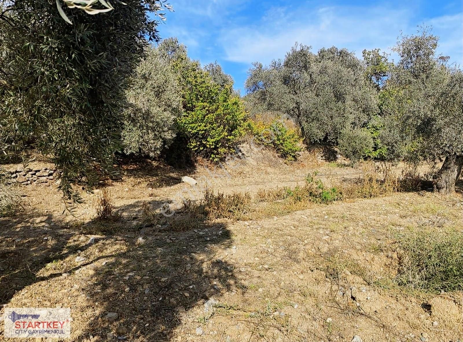 İzmir Selçuk Havutçulu Satılık 9726 M2 Zeytinlik Ve 2+1 Daire - Görsel 28