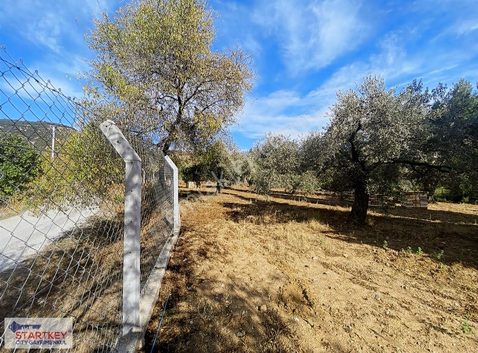 İzmir Selçuk Havutçulu Satılık 9726 M2 Zeytinlik Ve 2+1 Daire - Görsel 6