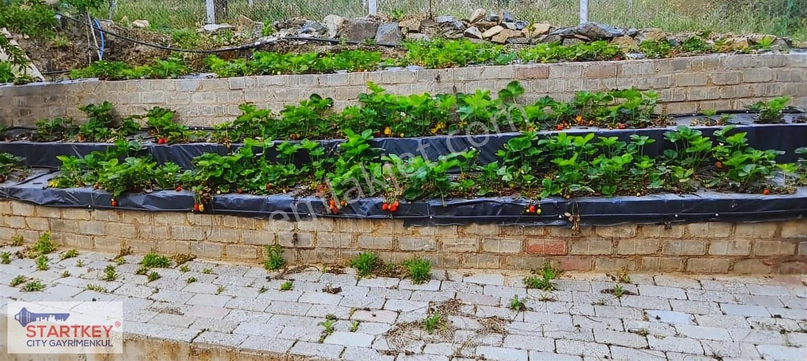İzmir Selçuk Havutçulu Satılık 9726 M2 Zeytinlik Ve 2+1 Daire - Görsel 18