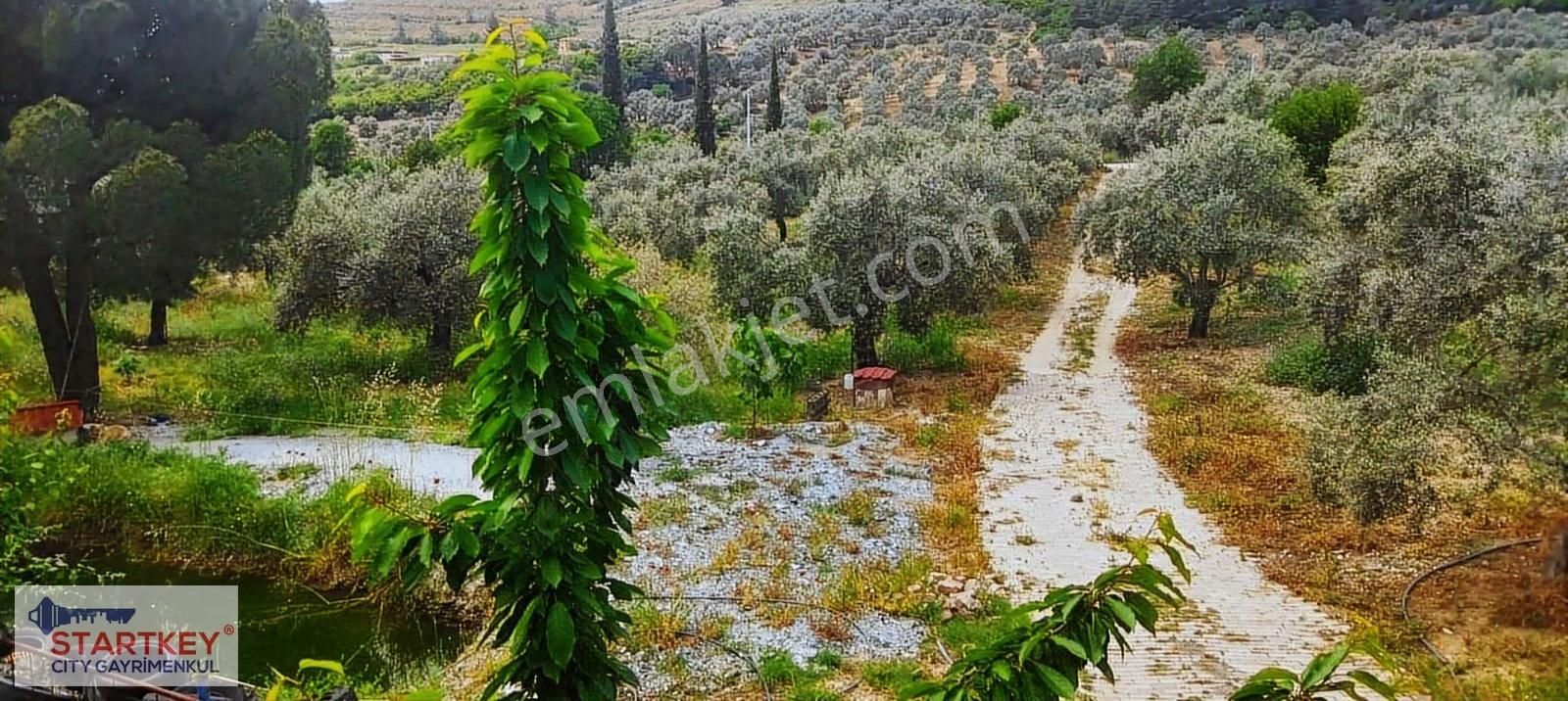 İzmir Selçuk Havutçulu Satılık 9726 M2 Zeytinlik Ve 2+1 Daire - Görsel 20