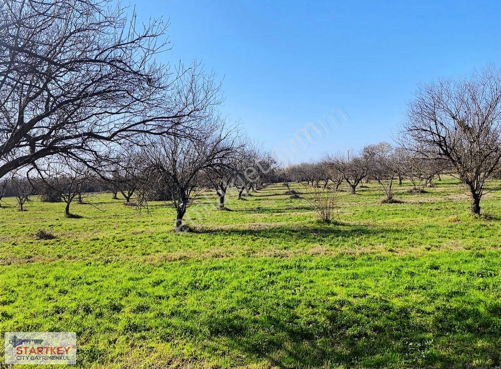 Aydın Efeler Umurlu Mahallesinde Satılık 10.103 M2 Tarla - Görsel 2