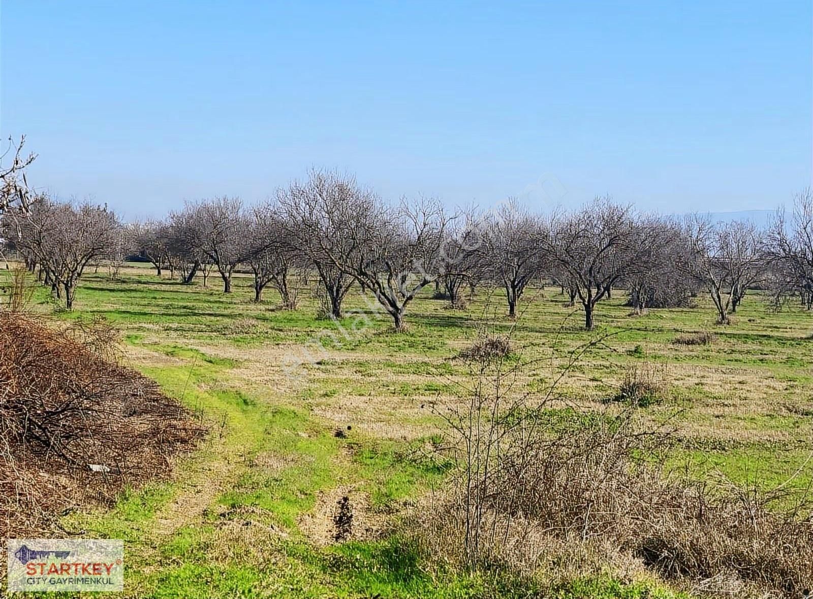 Aydın Efeler Umurlu Mahallesinde Satılık 10.103 M2 Tarla - Görsel 17
