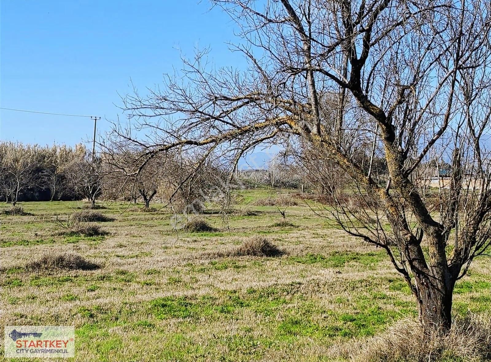 Aydın Efeler Umurlu Mahallesinde Satılık 10.103 M2 Tarla - Görsel 4