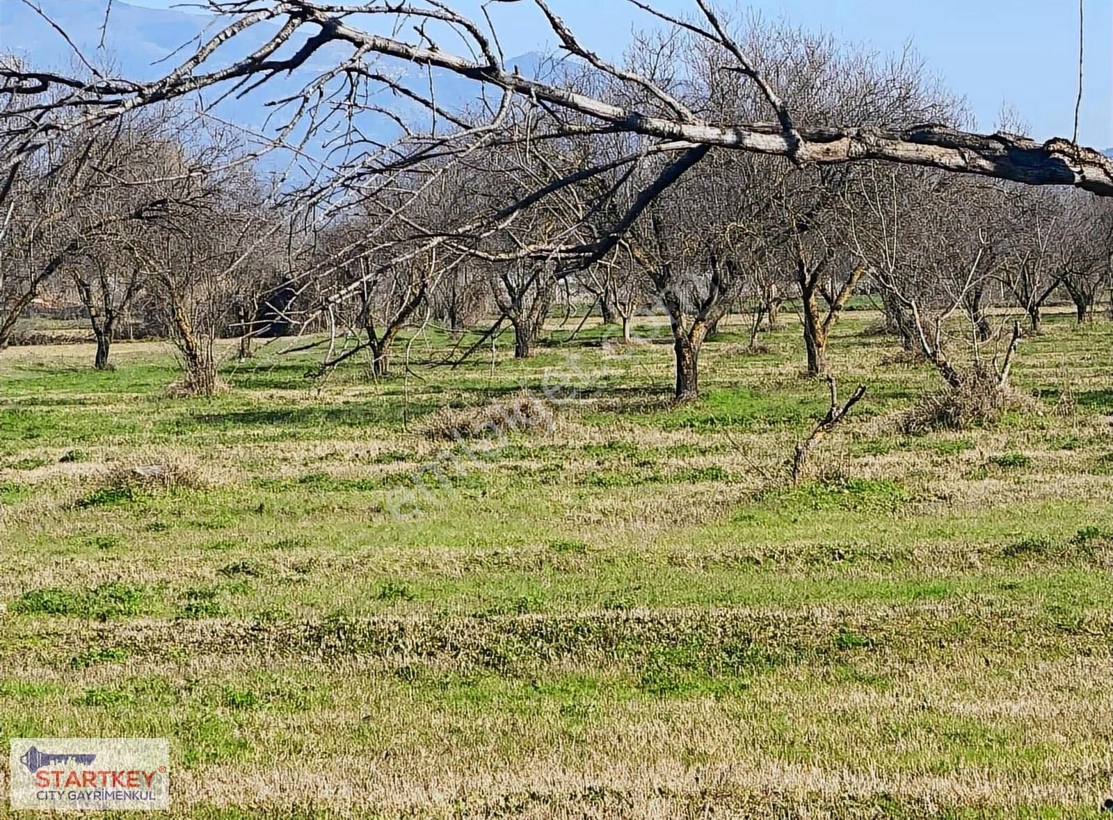 Aydın Efeler Umurlu Mahallesinde Satılık 10.103 M2 Tarla - Görsel 9