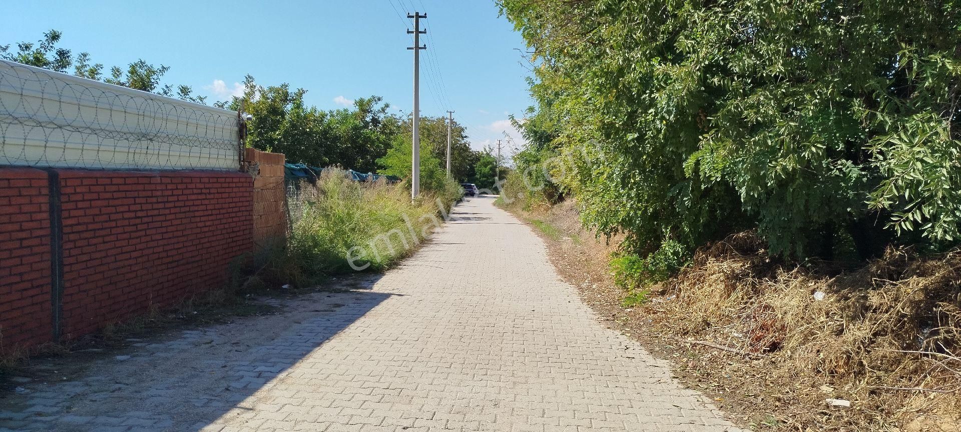 Aydın Kızıcaköy Mah. 21.120 M2 Satılık Tarla İncir Bahçesi - Görsel 9