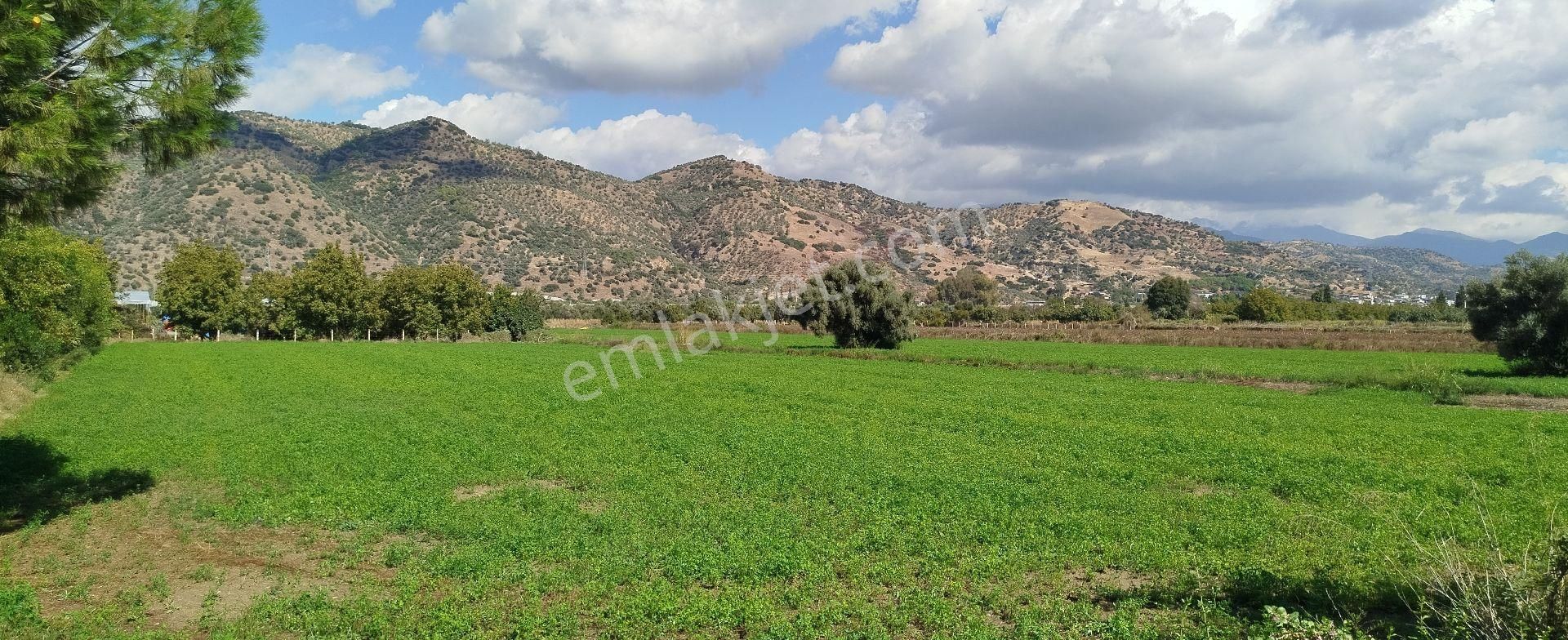 Aydın Kızıcaköy Mah. 21.120 M2 Satılık Tarla İncir Bahçesi - Görsel 25